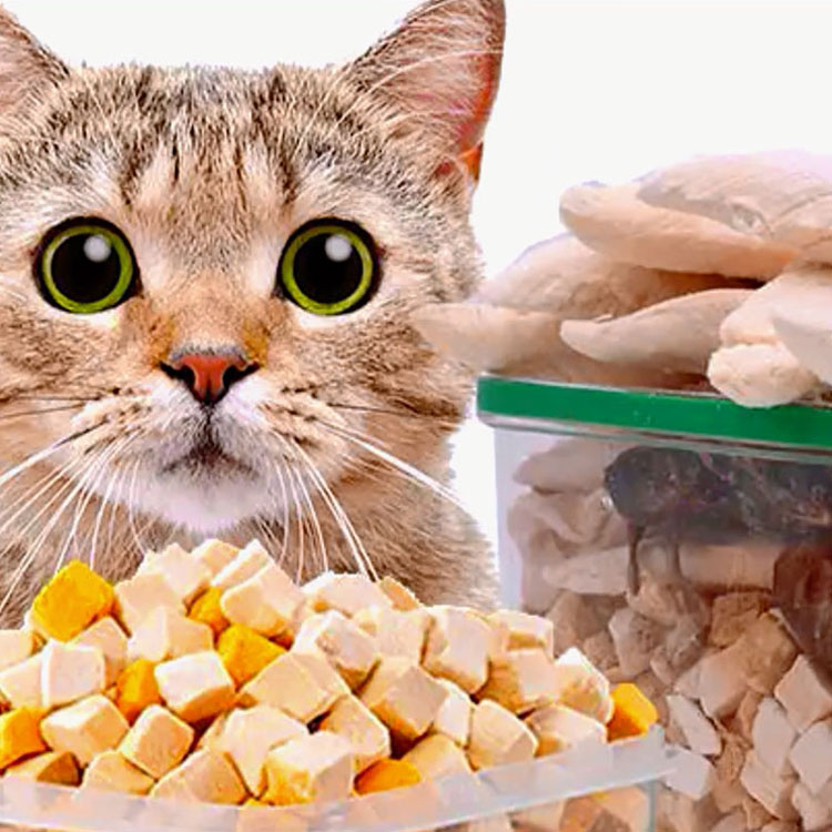 Aliments pour chats personnalisés OEM/ODM
